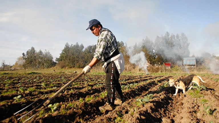 foto campo ok